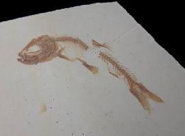 Solnhofen - Fische - Leptolepides haertesi ARRATIA 1997